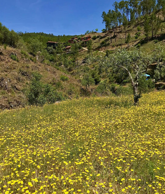 Yoga and Music Therapy Retreat