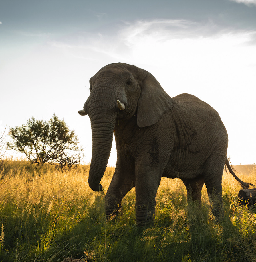 Journey to the Soul with Adzenture Retreats