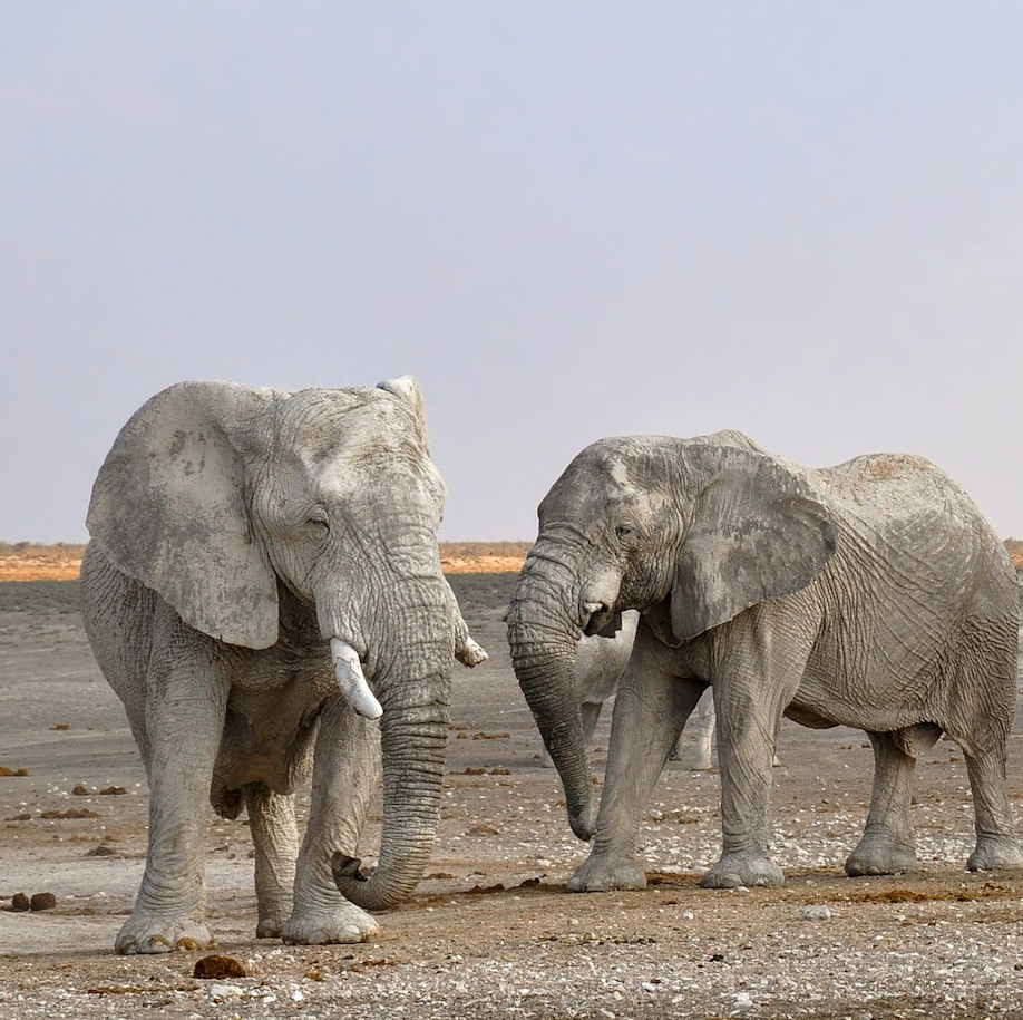Namibia Yoga & Safari Adventure