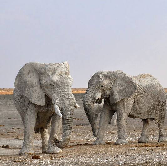 Namibia Yoga & Safari Adventure